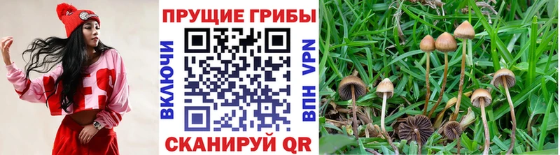 Галлюциногенные грибы GOLDEN TEACHER наркошоп Кинель